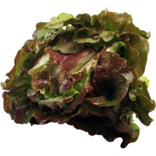Salat Batavia rot