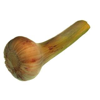 Knoblauch Bayern