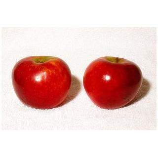 Äpfel Santana