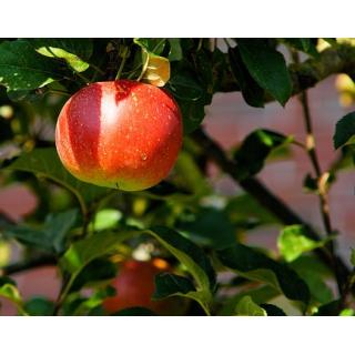 Äpfel verschiedene Sorten