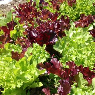 Salat bunt, rot oder grün