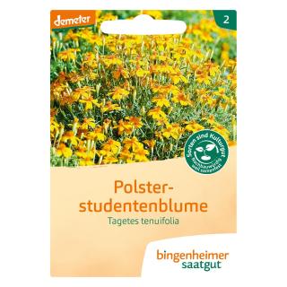 Polsterstudentenblume (Tagetes)