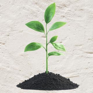 Natürlich Gärtnern